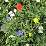 Wilde Wiese für Insekten, Vögel und andere wilde Tiere