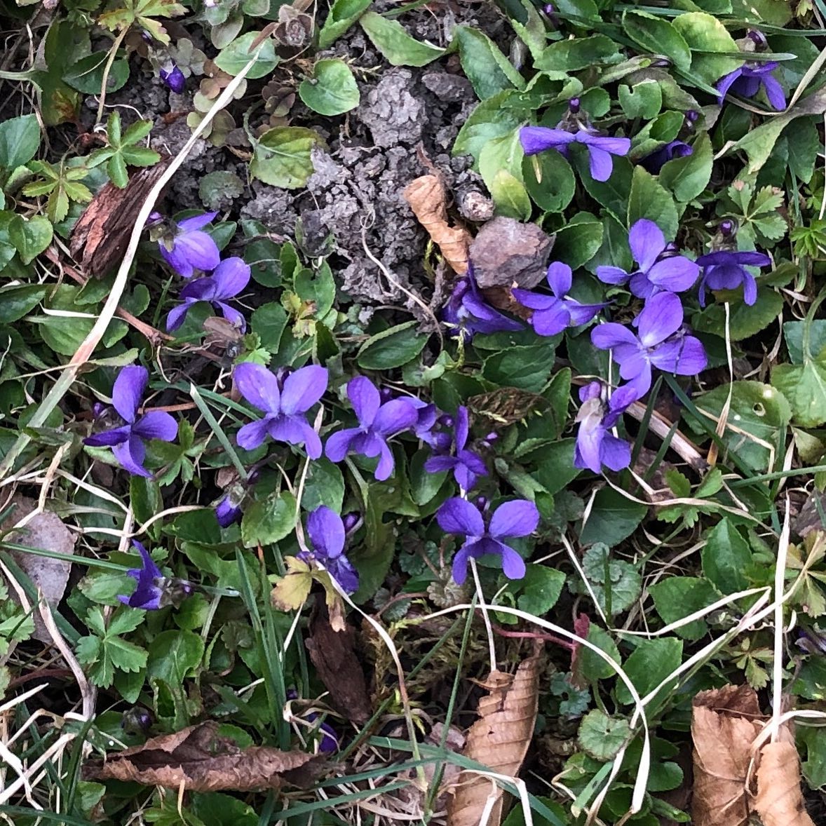 Ein paar zarte Veilchen kündigen von nahendem Frühling 🌱#spring #frühling #violets #veilchen #veilchenblüten #letitgrow #garten