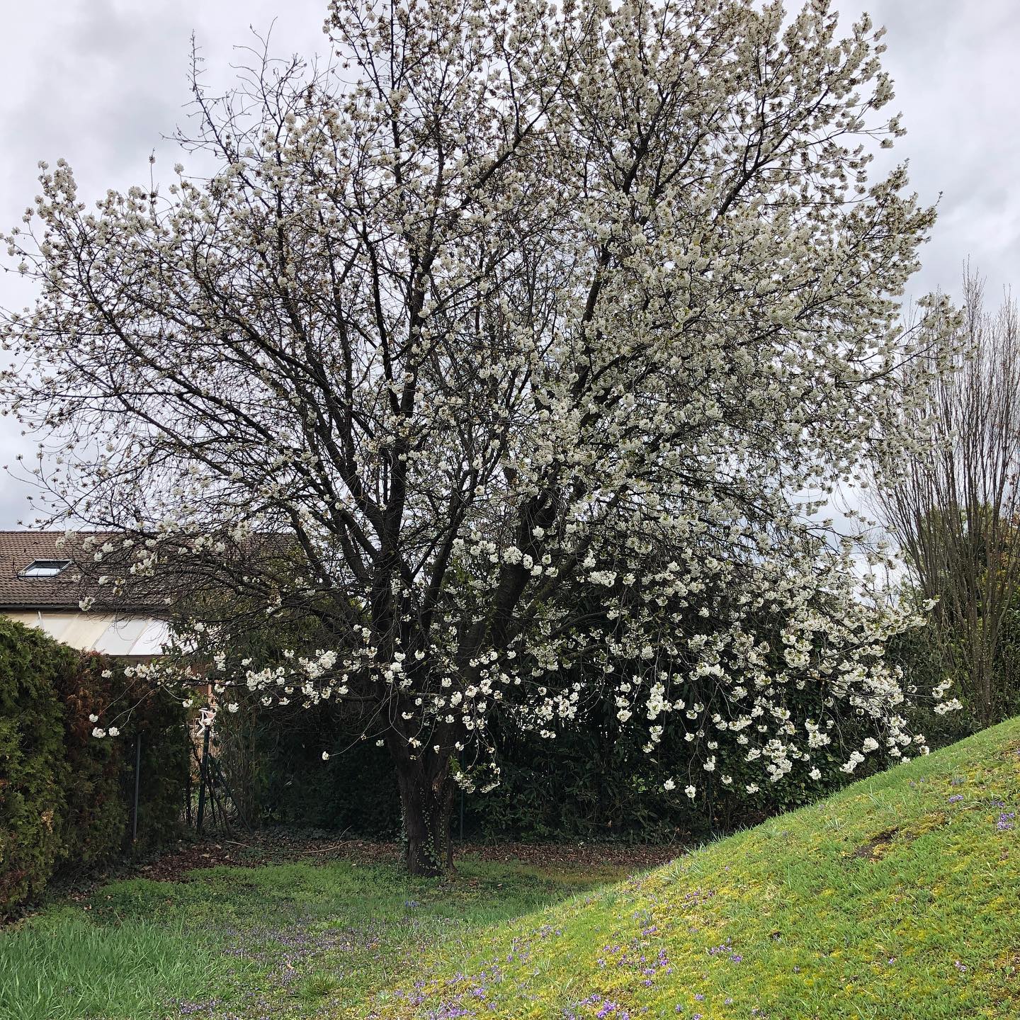 Der Kirschbaum blüht in voller Pracht 😍 #spring #springblossoms #kischbaum #kirschblüten #kirschblüte #cherryblossom #garten #garden #gardening #gardenersworld