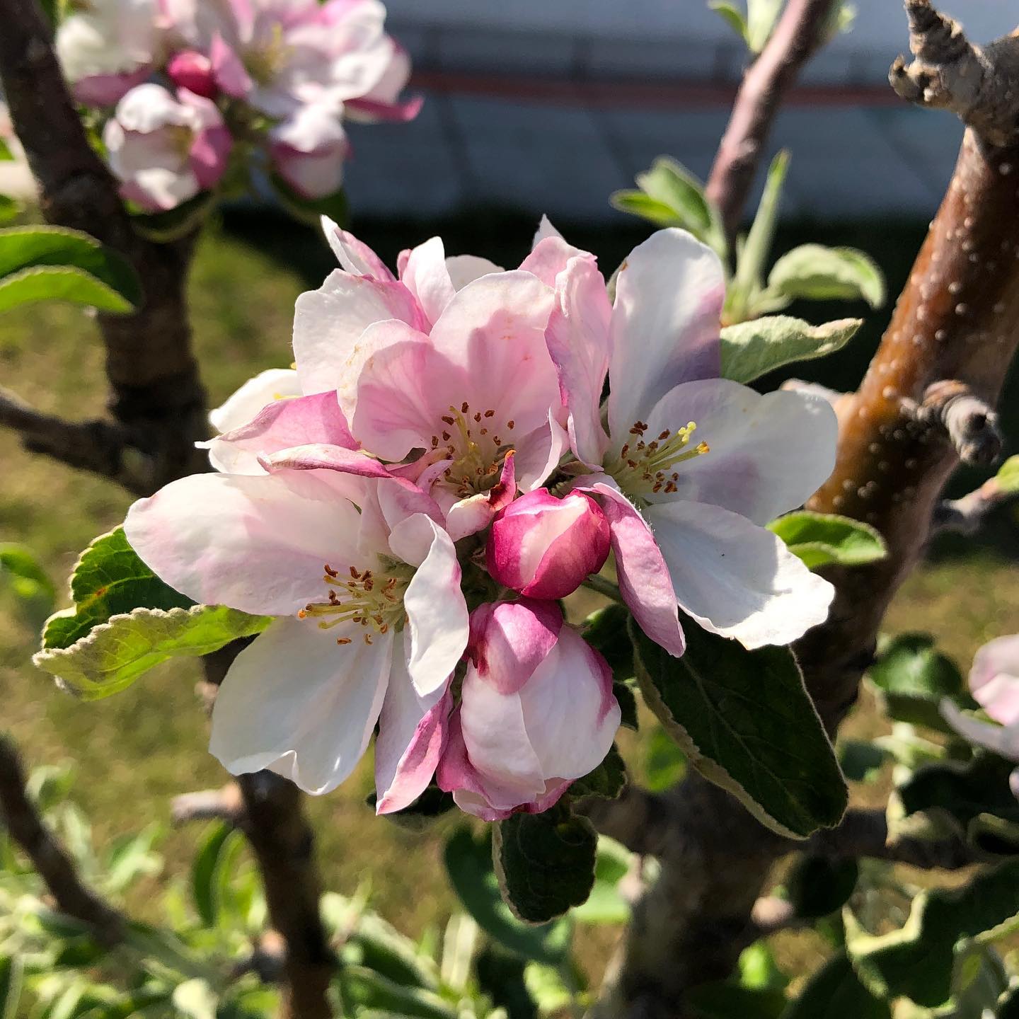 Apfelblüte #apfelbaum #apfelblüte #appleblossom #spring #blossom #garten #baum