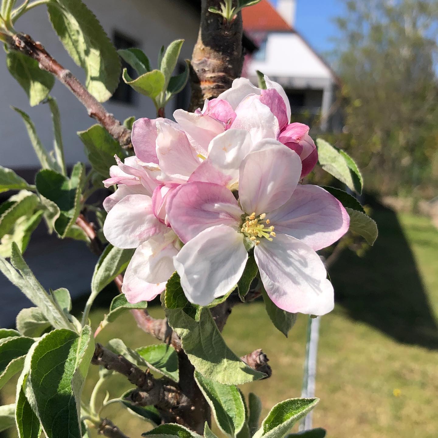 Apfelblüten sind einfach wunderschön 🤩 #apfelbaum #apfelblüte #spring #frühling #appleblossom #garten #obstgarten #garden