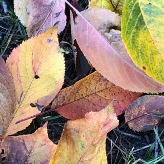 Der Herbst ist nun endgültig angekommen, die Blätter des Kirschbaumes werden vom starken Wind herunter geweht 🍂 Die Farben sind einfach herrlich! #herbst #herbstblätter #gartenimherbst #garten
