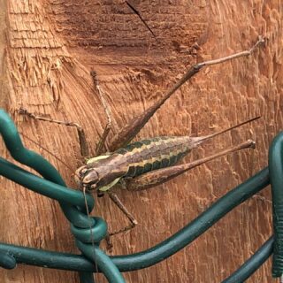 Das große Krabbeln - diese Heuschrecke fühlt sich auf dem Zaunpfahl wohl, stundenlang saß sie da. #heuschrecke #garten #garteninösterreich #naturimgarten #insekten #meingarten #grashüpfer