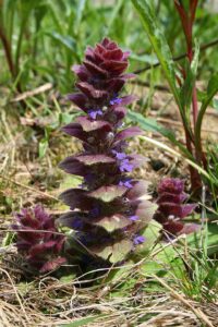 Ajuga pyramidalis