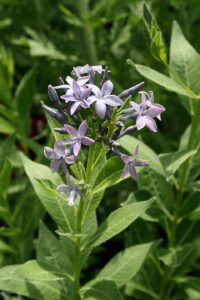 Amsonia orientalis