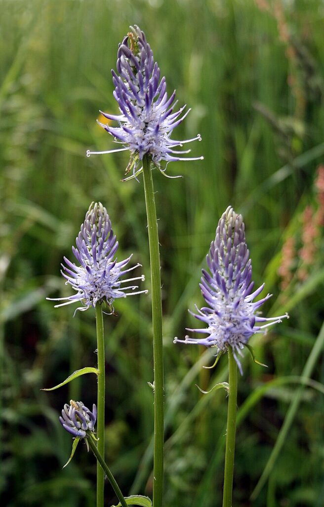 Phyteuma scorzonerifolium