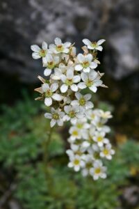 Saxifraga hostii