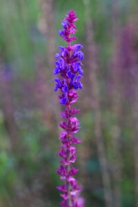 Salvia nemorosa