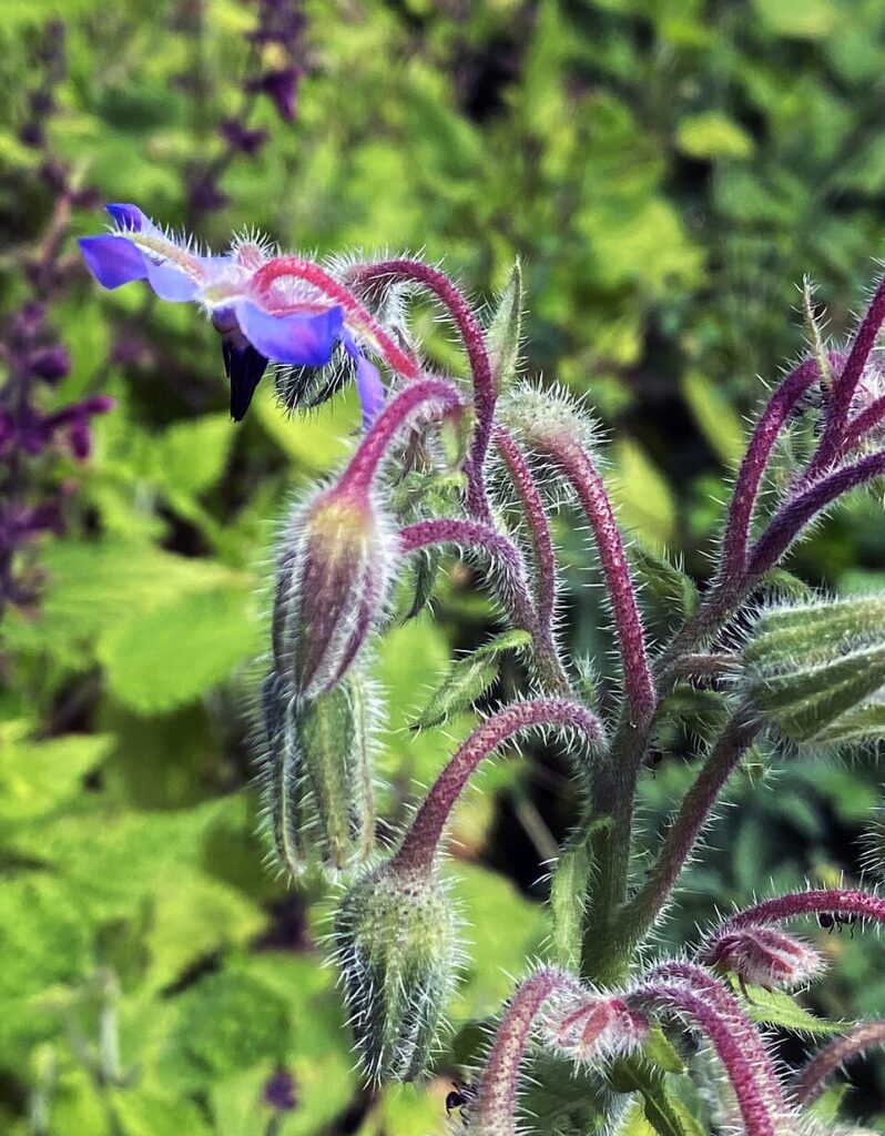 Borago officinalis