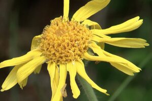 Arnica montana