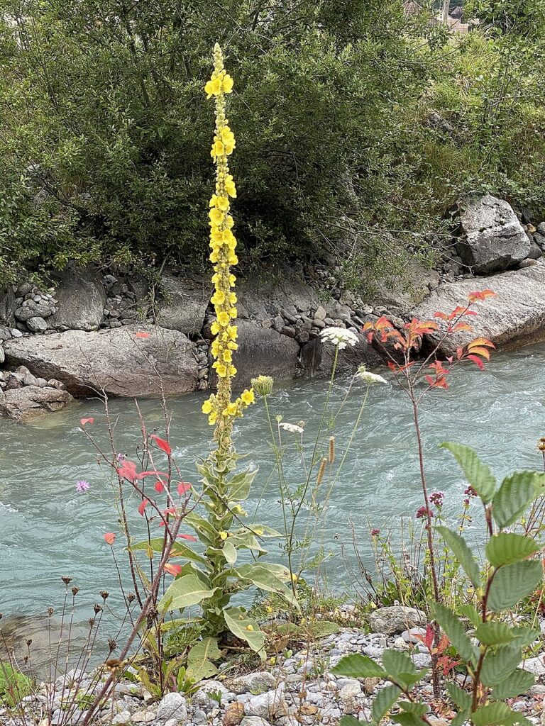 Verbascum