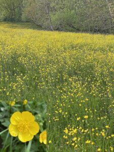 Ranunculus reptabundus