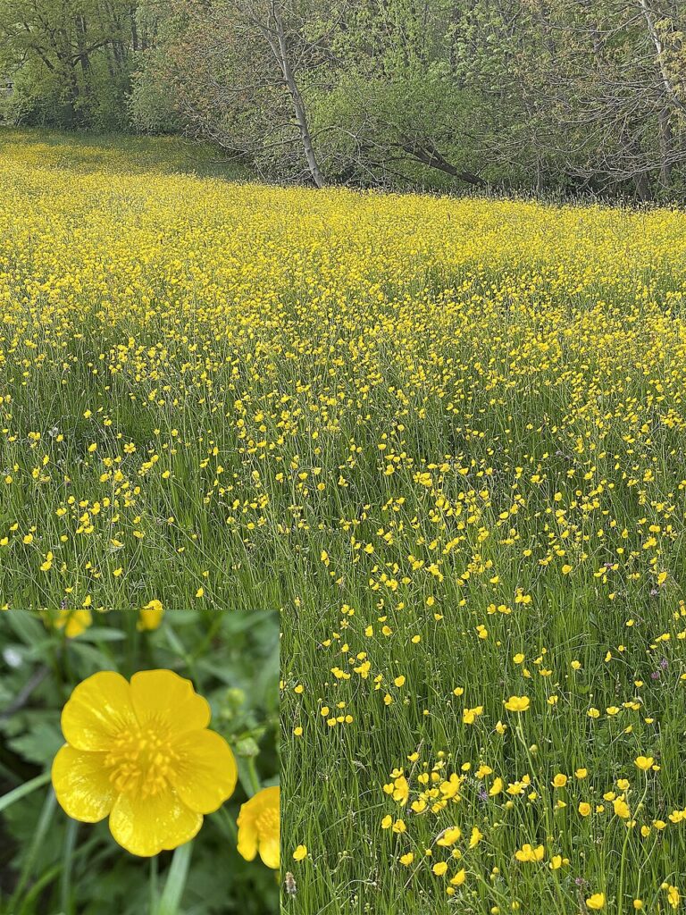 Ranunculus reptabundus