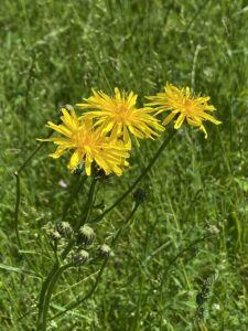 Crepis biennis
