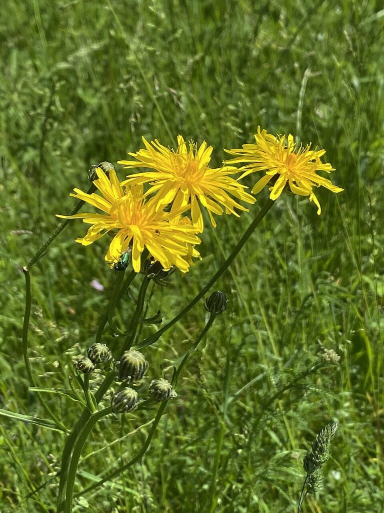 Crepis biennis