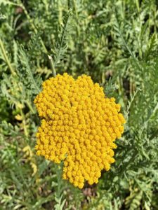 Achillea filipendulina