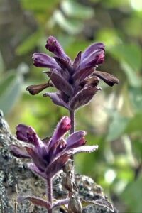 Bartsia alpina