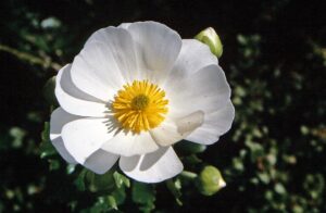 Cistus salviifolius