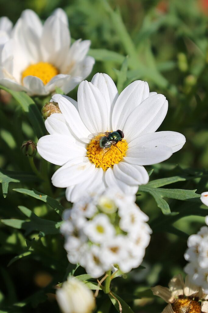 Argyranthemum frutescens