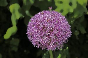 Allium nigrum