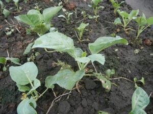 Convolvulus chinensis subsp. chinensis