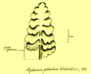 Asplenium petrarchae