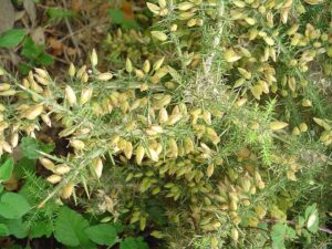 Ulex parviflorus subsp. parviflorus