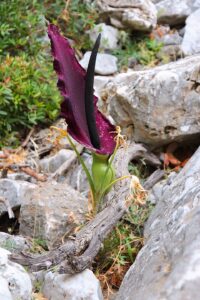 Dracunculus vulgaris
