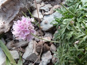 Lomelosia crenata subsp. crenata