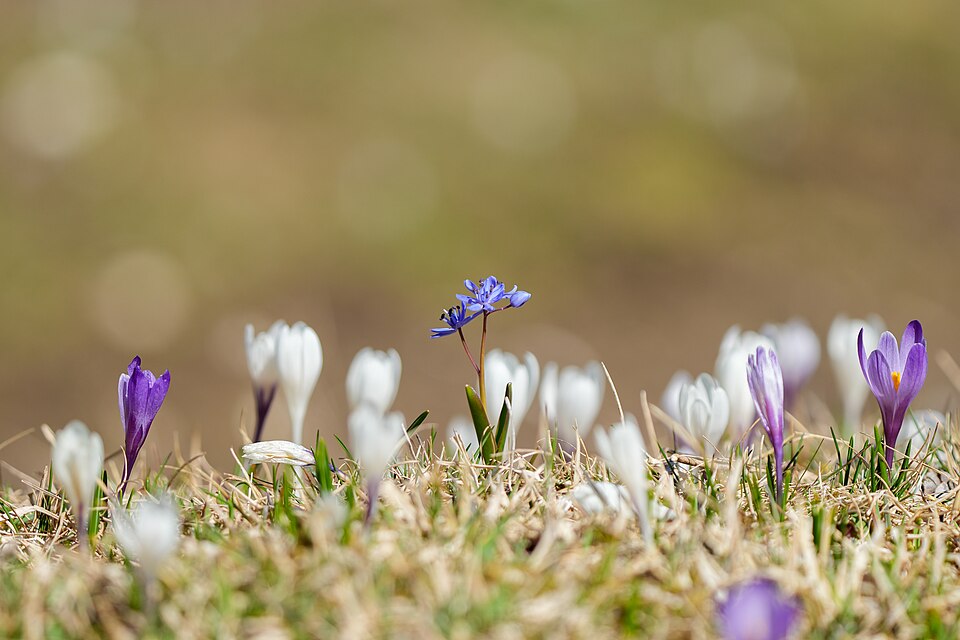 Scilla verna