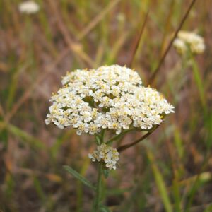 Achillea stepposa