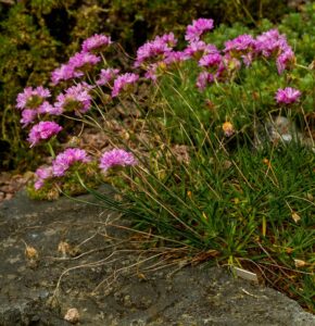 Armeria bigerrensis subsp. bigerrensis