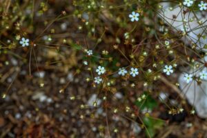 Androsace chaixii