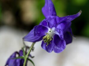 Aquilegia nigricans