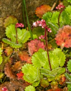 Saxifraga hirsuta