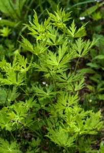 Aconitum degenii