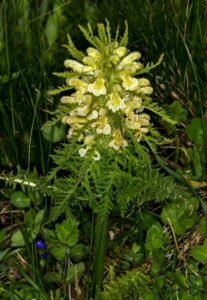 Pedicularis hacquetii