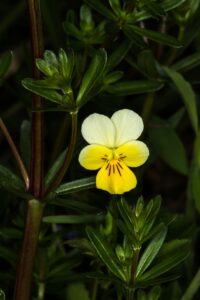 Viola × contempta