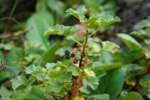 Ribes graveolens