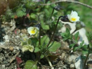Viola kitaibeliana