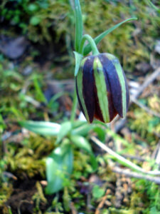 Fritillaria mutabilis