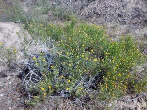 Matricaria aurea