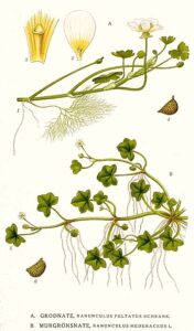 Ranunculus hederaceus