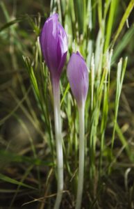 Colchicum autumnale