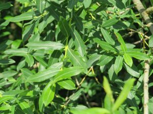 Salix purpurea