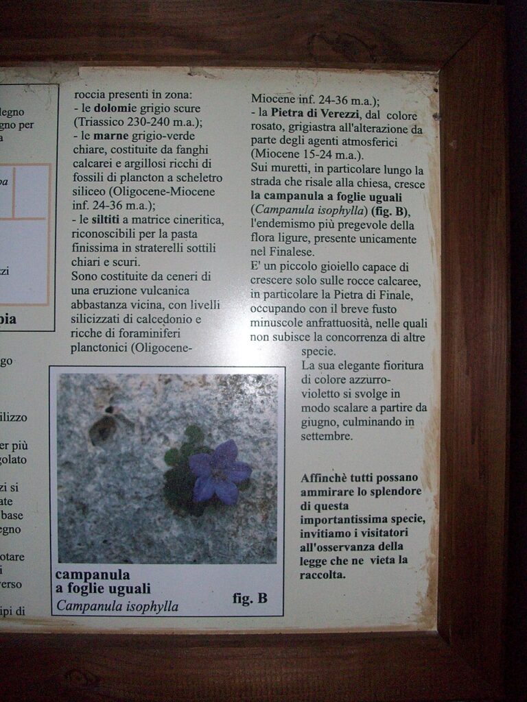Campanula isophylla
