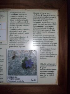 Campanula isophylla