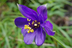 Aquilegia alpina