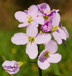 Cardamine dentata