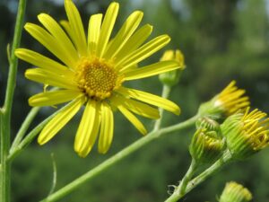 Jacobaea paludosa subsp. paludosa